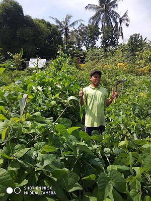 Cover Cropping With Our 4 Sisters Planting