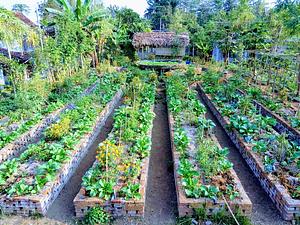 Zone 1, Kitchen Garden