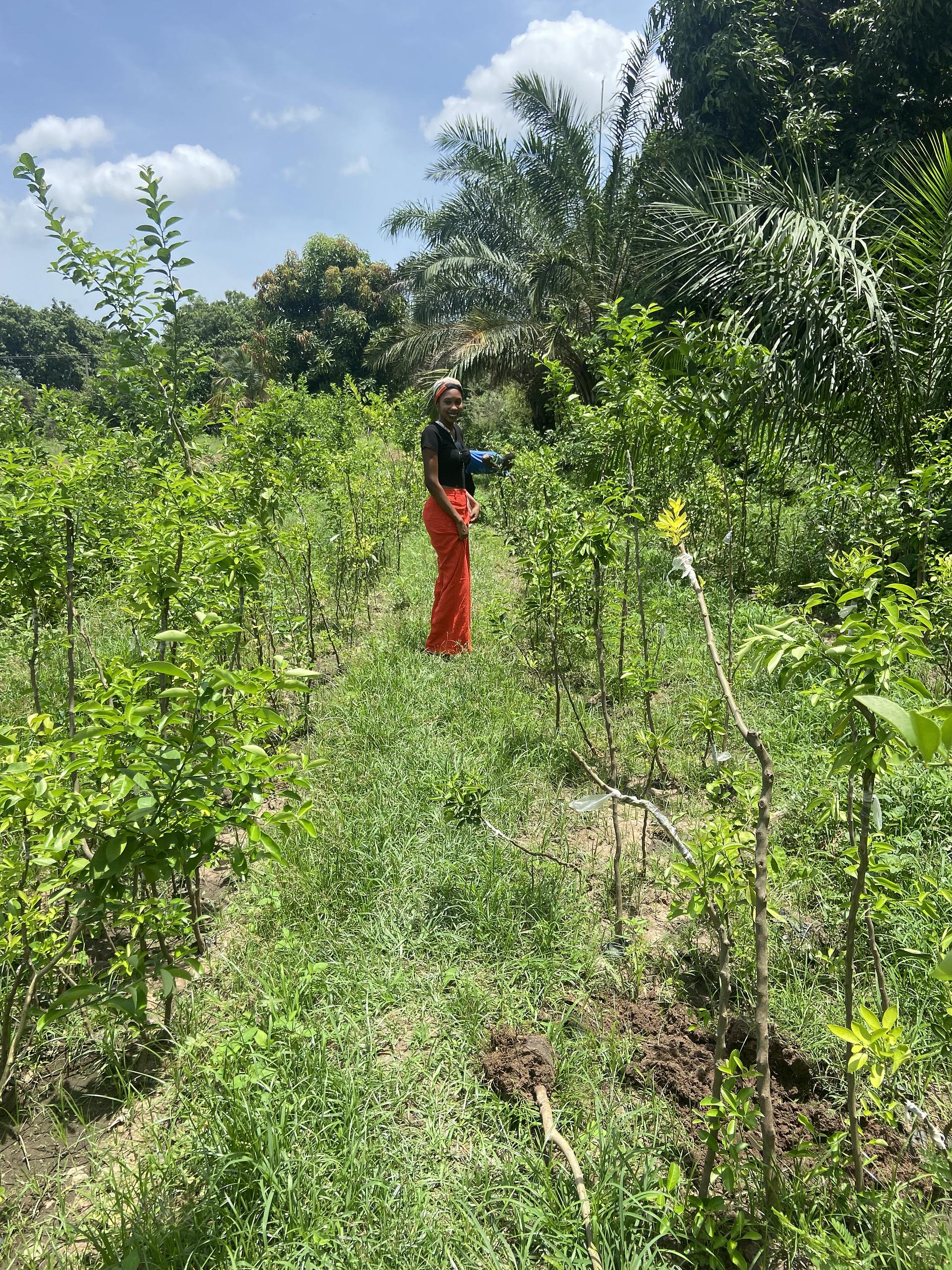 My agroforestry experiment includes fruit trees, medicinal plants and vegetables
