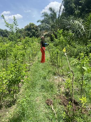 My agroforestry experiment includes fruit trees, medicinal plants and vegetables