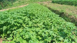vegetable fields