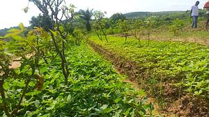use of biochar to improve the fertility of acid sandy soils