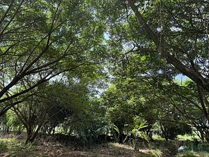BTLLAgroforestry & FoodInnovate