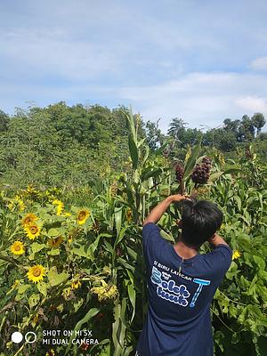 Sorghum