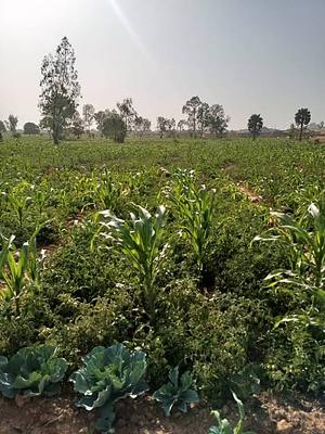 Farmers Crops