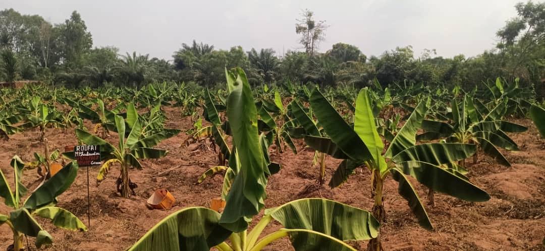 Plantation de bananes plantain resistant à la sécheresse