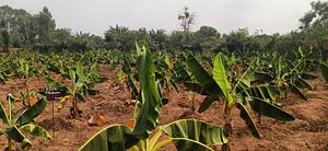 Plantation de bananes plantain resistant à la sécheresse
