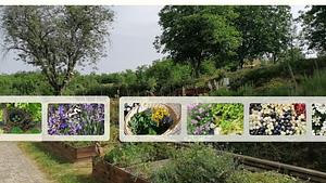 Healthy garden