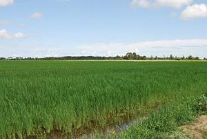(Bukuru Farm) Jos South Rural Communities