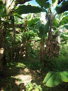 Cultivo de plátano orgánico