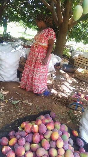 Haregu packaging her produce to market