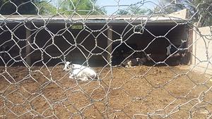 Haregu's Dairy farm