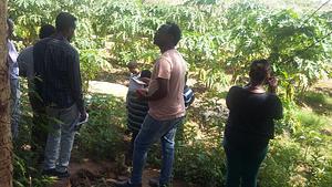 Papaya grown on land created using soil bank innovative approach