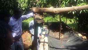 Vermi compost that increase soil health in her farm