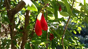 Cornelian Cherry "Elegant"