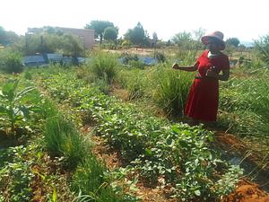 Food forestry