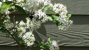 Native Bumble Bee Approaching Aronia