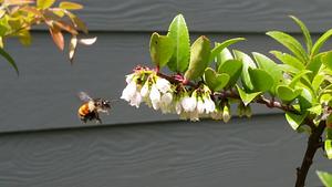 Native Bumble Bee Approaching Native Evergreen Huckleberry