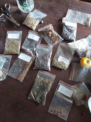 Tree seed saving