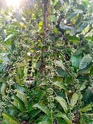 Coffee management