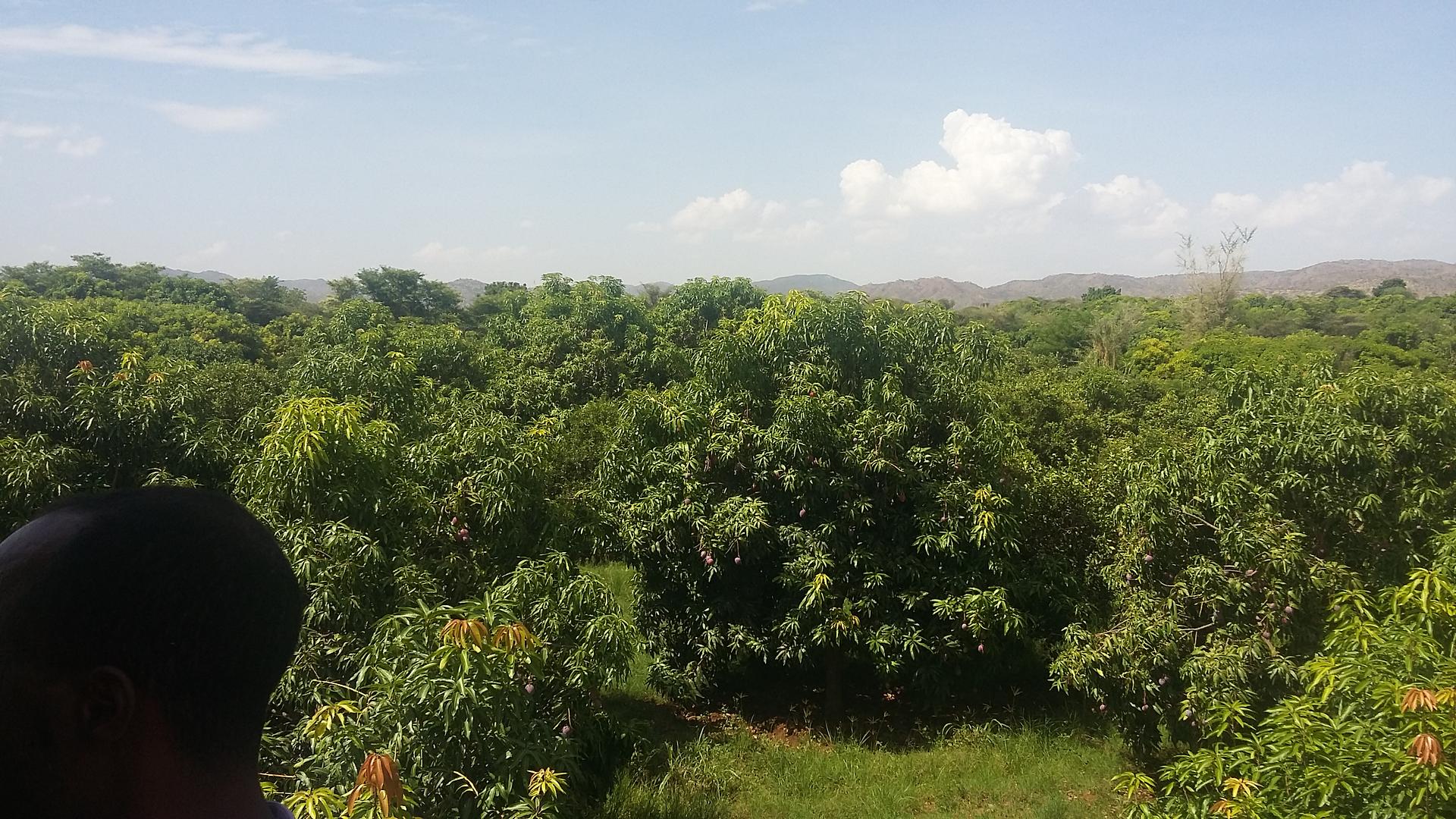Haregu Integrated Farm