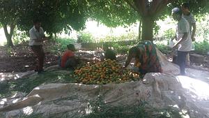 Haregu collecting her apple mango fruit in her farm