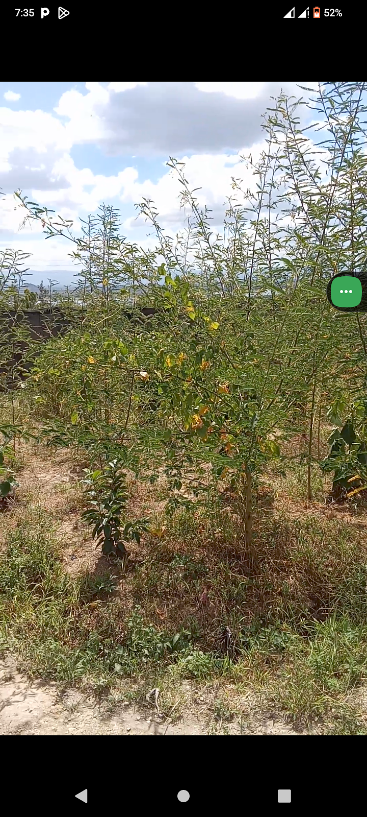 Food forest