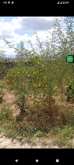 Food forest