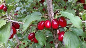 Cornelian Cherry