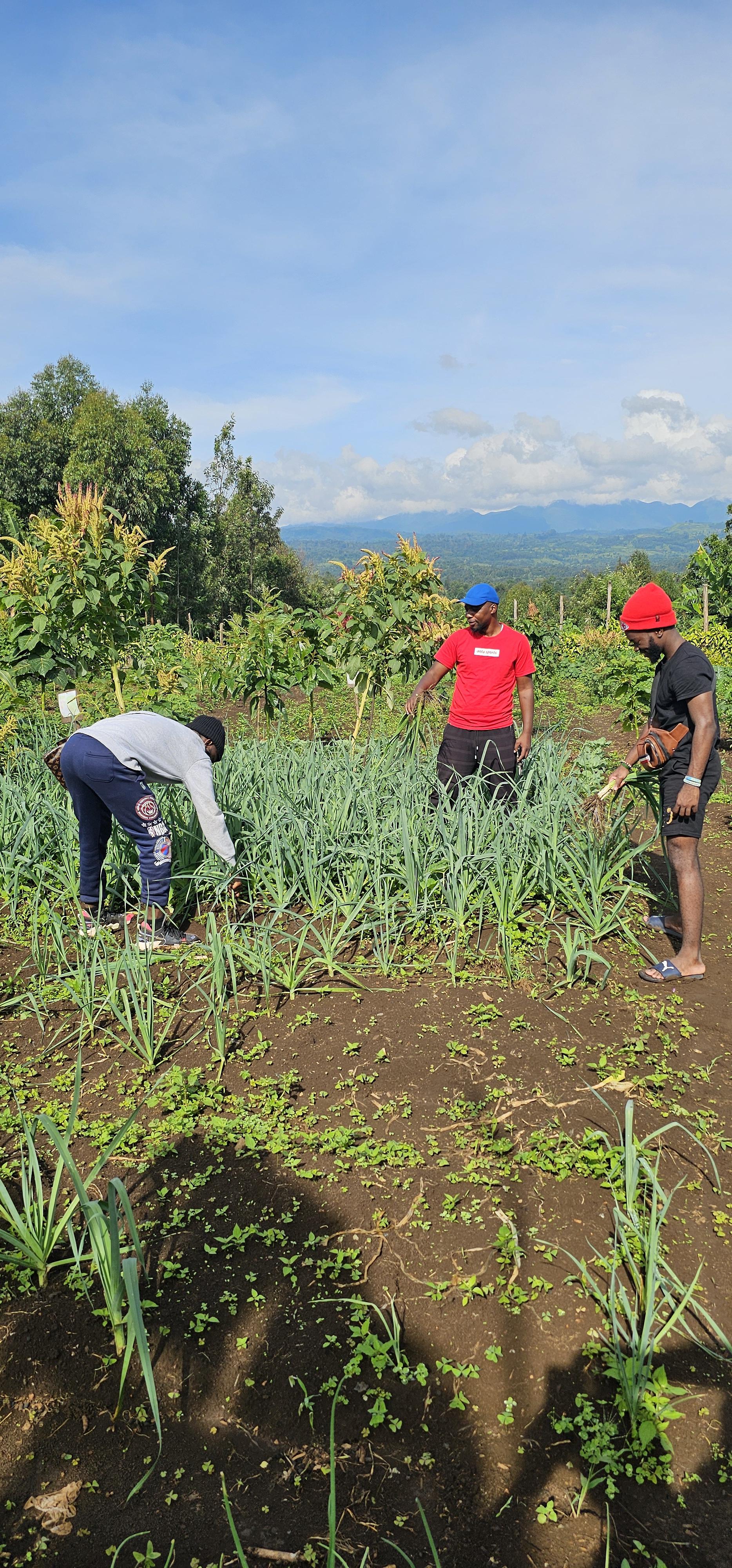 Permaculture experiment