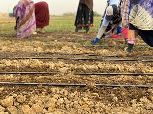 Organic Agriculture