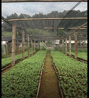 Pépinières des arbres en territoire de beni