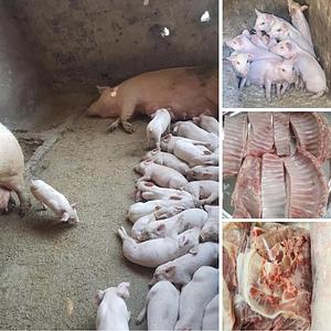 Part of our pig farm processes.