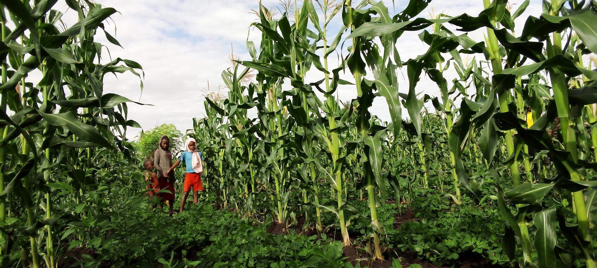 Maintaining soil health and increasing resilience to climate change