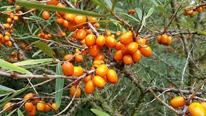 Sea Buckthorn