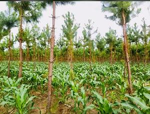 Intercropping.
