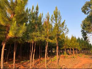 Our contribution to reducing carbon sequence through reafforestation.