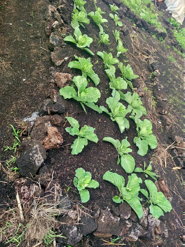 My maize and cabbage field
