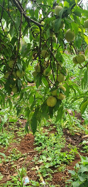 Fruit tree
