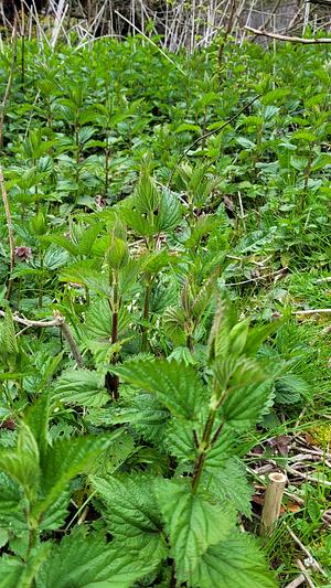 Native Stinging Nettle. Delicious, And Important For Butterflies.