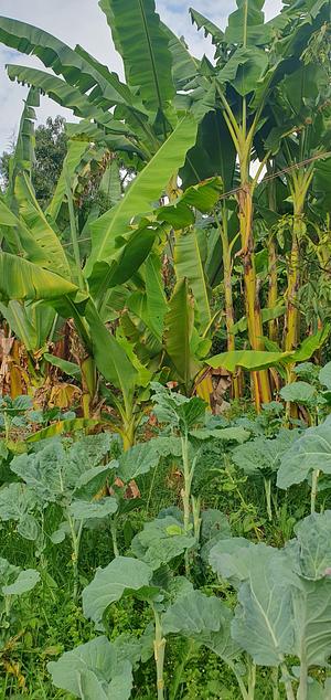 Banana tree