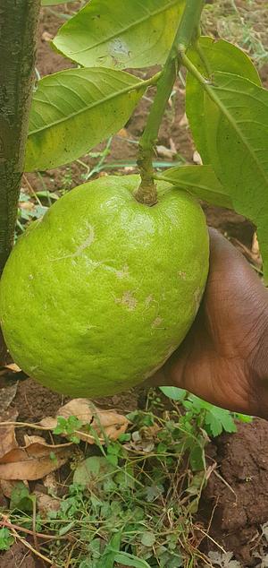 citron fruit