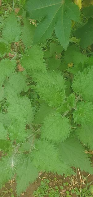 nettle