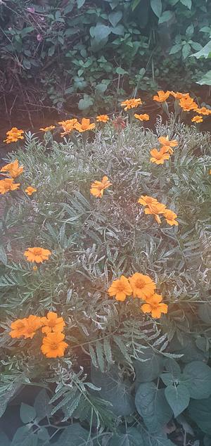 Marigold