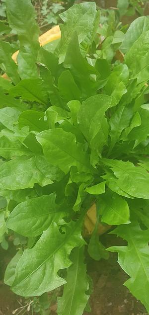 Dandelion seedlings
