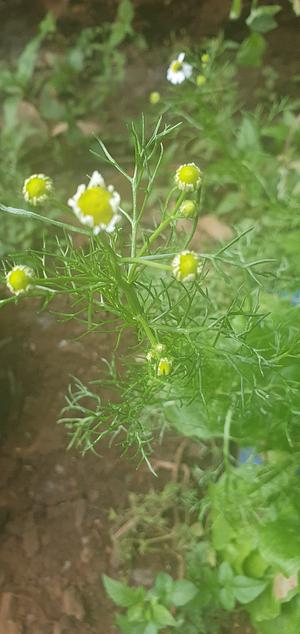 Comomila medicinal herb