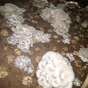 This is the photo of mushrooms in their field