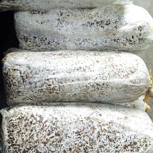 Mushroom tubes ready for planting