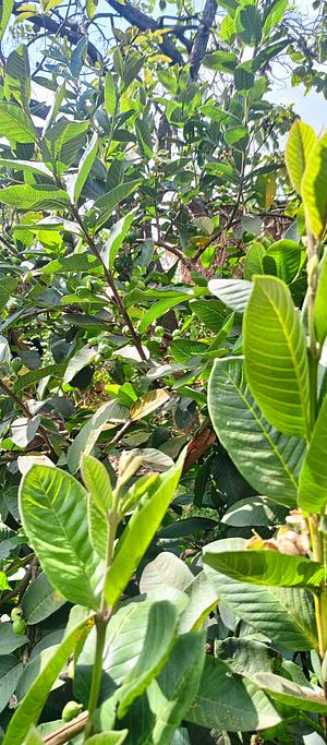 Guava tree for medicine and fruits