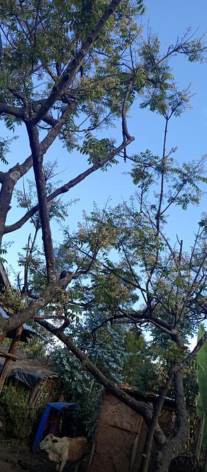 Neem tree
